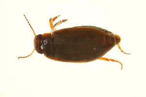  ( - BIOUG01006-B07)  @12 [ ] CreativeCommons - Attribution (2010) Centre for Biodiversity Genomics Centre for Biodiversity Genomics