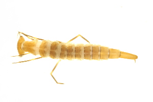  ( - BIOUG01007-H08)  @12 [ ] CreativeCommons - Attribution (2010) Centre for Biodiversity Genomics Centre for Biodiversity Genomics