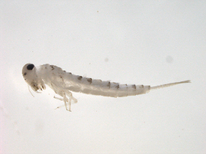  ( - BIOUG00929-F09)  @13 [ ] CreativeCommons - Attribution (2010) Centre for Biodiversity Genomics Centre for Biodiversity Genomics