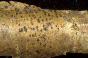  ( - BGE_00281_B07)  @11 [ ] CreativeCommons Attribution NonCommercial ShareAlike (2025) Olivia Gray Royal Botanic Garden, Edinburgh