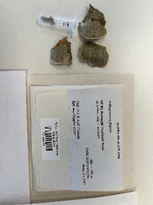  ( - BGE_00281_B11)  @11 [ ] CreativeCommons Attribution NonCommercial ShareAlike (2025) Dylan Stephens Royal Botanic Garden, Edinburgh