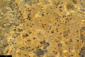  ( - BGE_00281_C08)  @11 [ ] CreativeCommons Attribution NonCommercial ShareAlike (2025) Olivia Gray Royal Botanic Garden, Edinburgh