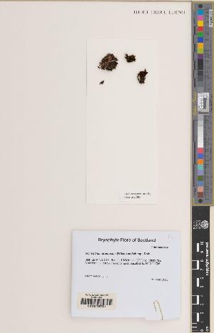  (Schistidium pruinosum - BGE_00282_H03)  @11 [ ] CC BY 4.0 (2018) Unspecified Royal Botanic Garden, Edinburgh