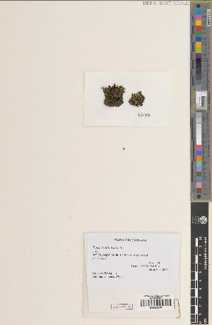  (Parmeliella testacea - BGE_00281_C05)  @11 [ ] CC BY 4.0 (2018) Unspecified Royal Botanic Garden, Edinburgh