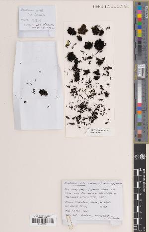  (Andreaea rothii - BGE_00279_H02)  @11 [ ] CC BY 4.0 (2018) Unspecified Royal Botanic Garden, Edinburgh