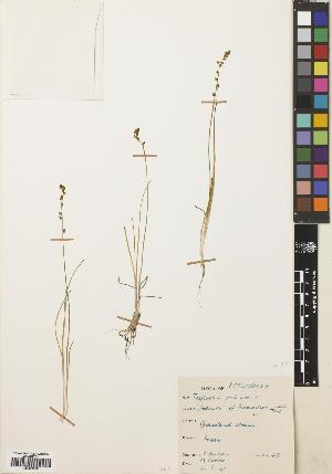  ( - BGE_00275_H07)  @11 [ ] CC BY 4.0 (2018) Unspecified Royal Botanic Garden, Edinburgh