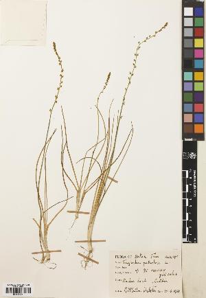  ( - BGE_00275_H05)  @11 [ ] CC BY 4.0 (2018) Unspecified Royal Botanic Garden, Edinburgh