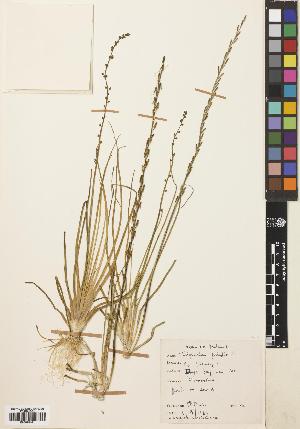  ( - BGE_00275_H04)  @11 [ ] CC BY 4.0 (2018) Unspecified Royal Botanic Garden, Edinburgh