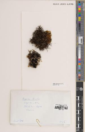  (Bryoria bicolor - BGE_00272_B02)  @11 [ ] CC BY 4.0 (2018) Unspecified Royal Botanic Garden, Edinburgh