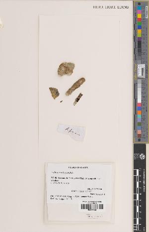  ( - BGE_00281_B07)  @11 [ ] CC BY 4.0 (2018) Unspecified Royal Botanic Garden, Edinburgh