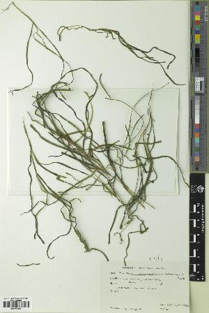  (Zostera angustifolia - BGE_00278_A04)  @11 [ ] CC BY 4.0 (2018) Unspecified Royal Botanic Garden, Edinburgh