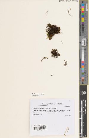  ( - BGE_00282_F07)  @11 [ ] CC BY 4.0 (2018) Unspecified Royal Botanic Garden, Edinburgh