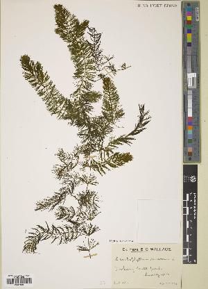  (Ceratophyllum demersum - BGE_00271_E09)  @11 [ ] CC BY 4.0 (2018) Unspecified Royal Botanic Garden, Edinburgh