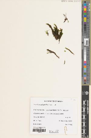  (Fissidens polyphyllus - BGE_00283_E08)  @11 [ ] CC BY 4.0 (2018) Unspecified Royal Botanic Garden, Edinburgh