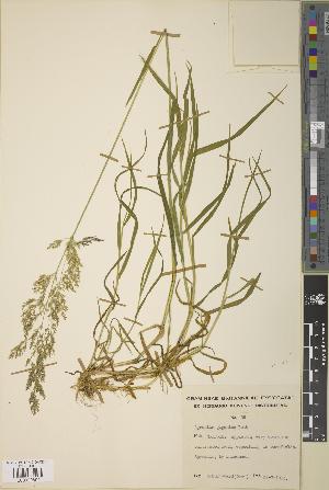  (Agrostis gigantea - BGE_00277_F12)  @11 [ ] CC BY 4.0 (2018) Unspecified Royal Botanic Garden, Edinburgh