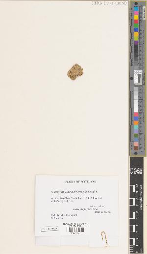  ( - BGE_00281_C08)  @11 [ ] CC BY 4.0 (2018) Unspecified Royal Botanic Garden, Edinburgh