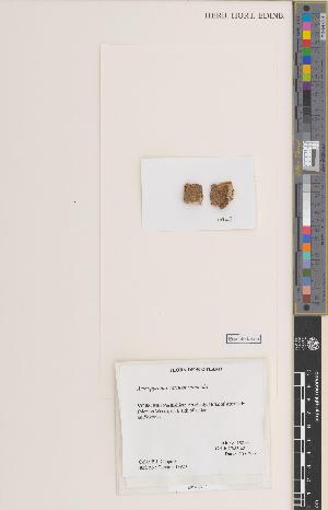  ( - BGE_00281_C12)  @11 [ ] CC BY 4.0 (2018) Unspecified Royal Botanic Garden, Edinburgh