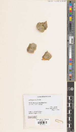  ( - BGE_00281_B11)  @11 [ ] CC BY 4.0 (2018) Unspecified Royal Botanic Garden, Edinburgh