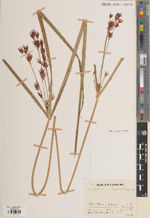  (Cyperus longus - BGE_00274_B11)  @11 [ ] CC BY 4.0 (2018) Unspecified Royal Botanic Garden, Edinburgh