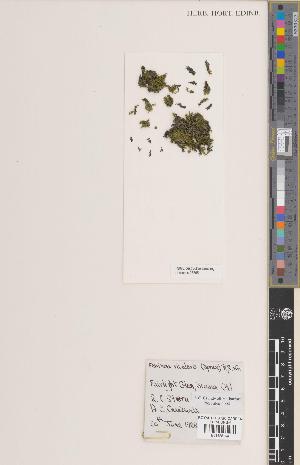  (Fissidens rivularis - BGE_00280_H11)  @11 [ ] CC BY 4.0 (2018) Unspecified Royal Botanic Garden, Edinburgh