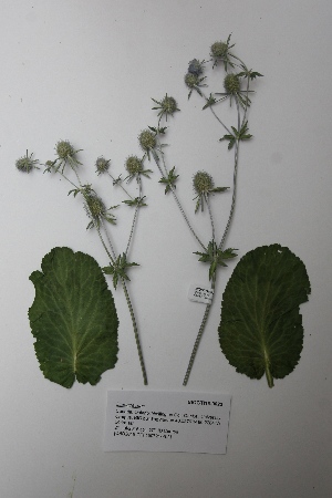  (Dipsacaceae - BIOGTI15-0023)  @11 [ ] CreativeCommons - Attribution (2015) Centre for Biodiversity Genomics Centre for Biodiversity Genomics