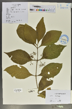 ( - Ge02011)  @11 [ ] CreativeCommons  Attribution Non-Commercial Share-Alike  Unspecified Herbarium of South China Botanical Garden