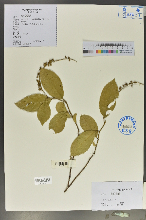 (Itea yunnanensis - Ge02013)  @11 [ ] CreativeCommons  Attribution Non-Commercial Share-Alike  Unspecified Herbarium of South China Botanical Garden