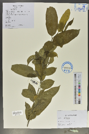  (Rhamnus henryi - Ge02014)  @11 [ ] CreativeCommons  Attribution Non-Commercial Share-Alike  Unspecified Herbarium of South China Botanical Garden