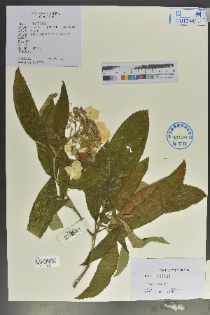  (Hydrangea davidii - Ge02015)  @11 [ ] CreativeCommons  Attribution Non-Commercial Share-Alike  Unspecified Herbarium of South China Botanical Garden