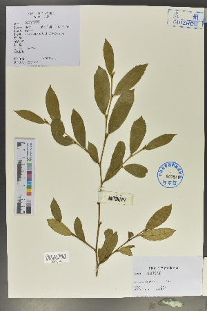  (Distylium pingpienense - Ge02016)  @11 [ ] CreativeCommons  Attribution Non-Commercial Share-Alike  Unspecified Herbarium of South China Botanical Garden