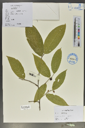  (Rhamnella - Ge02018)  @11 [ ] CreativeCommons  Attribution Non-Commercial Share-Alike  Unspecified Herbarium of South China Botanical Garden