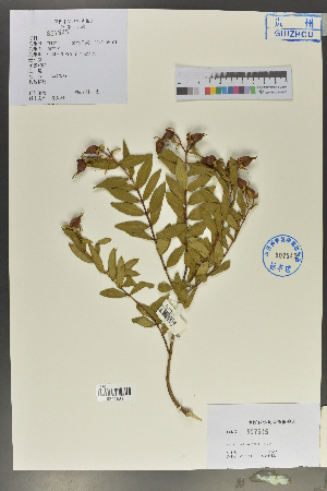  ( - Ge02024)  @11 [ ] CreativeCommons  Attribution Non-Commercial Share-Alike  Unspecified Herbarium of South China Botanical Garden