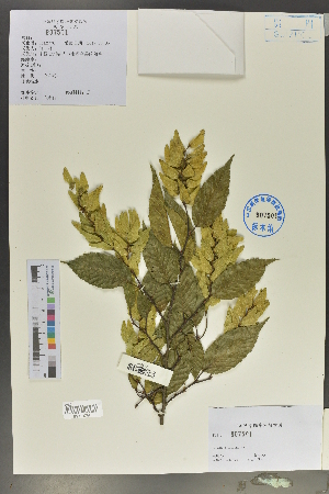  (Carpinus tsaiana - Ge02027)  @11 [ ] CreativeCommons  Attribution Non-Commercial Share-Alike  Unspecified Herbarium of South China Botanical Garden