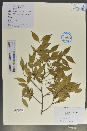  ( - Ge02028)  @11 [ ] CreativeCommons  Attribution Non-Commercial Share-Alike  Unspecified Herbarium of South China Botanical Garden