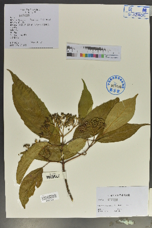  (Viburnum brevitubum - Ge02029)  @11 [ ] CreativeCommons  Attribution Non-Commercial Share-Alike  Unspecified Herbarium of South China Botanical Garden