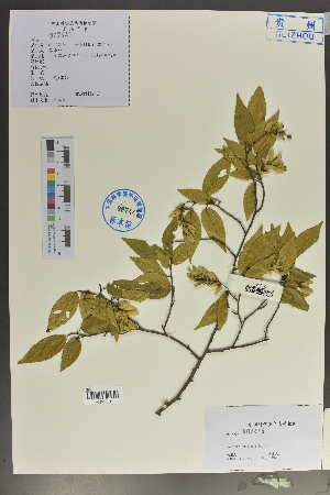  (Carpinus pubescens - Ge02030)  @11 [ ] CreativeCommons  Attribution Non-Commercial Share-Alike  Unspecified Herbarium of South China Botanical Garden
