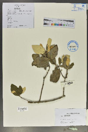  ( - Ge02037)  @11 [ ] CreativeCommons  Attribution Non-Commercial Share-Alike  Unspecified Herbarium of South China Botanical Garden