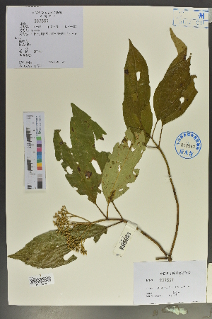  (Viburnum cylindricum - Ge02039)  @11 [ ] CreativeCommons  Attribution Non-Commercial Share-Alike  Unspecified Herbarium of South China Botanical Garden