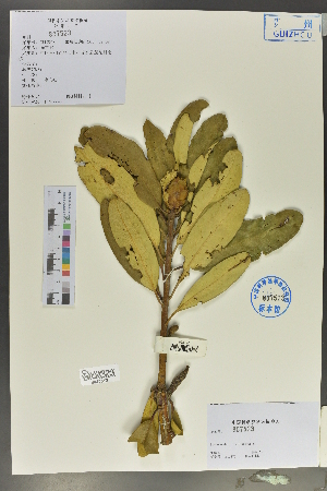  (Rhododendron decorum - Ge02042)  @11 [ ] CreativeCommons  Attribution Non-Commercial Share-Alike  Unspecified Herbarium of South China Botanical Garden