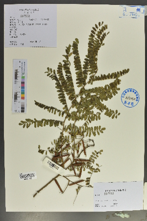  (Indigofera esquirolii - Ge02044)  @11 [ ] CreativeCommons  Attribution Non-Commercial Share-Alike  Unspecified Herbarium of South China Botanical Garden