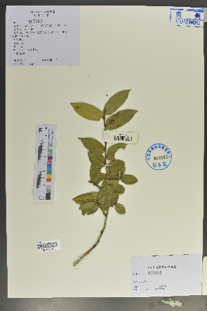  (Eurya weissiae - Ge02050)  @11 [ ] CreativeCommons  Attribution Non-Commercial Share-Alike  Unspecified Herbarium of South China Botanical Garden