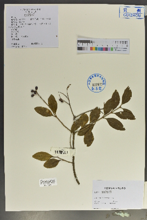  (Ligustrum delavayanum - Ge02055)  @11 [ ] CreativeCommons  Attribution Non-Commercial Share-Alike  Unspecified Herbarium of South China Botanical Garden