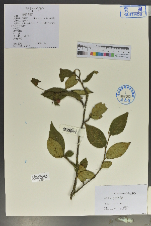  (Cotoneaster bullatus - Ge02056)  @11 [ ] CreativeCommons  Attribution Non-Commercial Share-Alike  Unspecified Herbarium of South China Botanical Garden