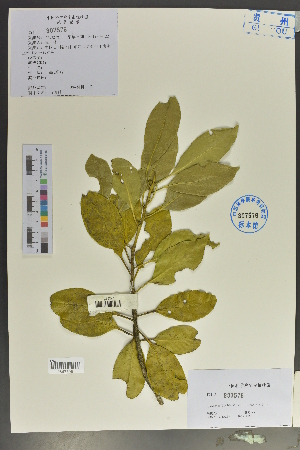  (Symplocaceae - Ge02058)  @11 [ ] CreativeCommons  Attribution Non-Commercial Share-Alike  Unspecified Herbarium of South China Botanical Garden