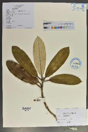  (Rhododendron argyrophyllum var. nankingense - Ge02059)  @11 [ ] CreativeCommons  Attribution Non-Commercial Share-Alike  Unspecified Herbarium of South China Botanical Garden