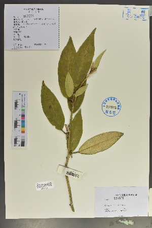  (Elaeagnus difficilis - Ge02060)  @11 [ ] CreativeCommons  Attribution Non-Commercial Share-Alike  Unspecified Herbarium of South China Botanical Garden