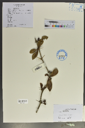  (Berberis xanthoclada - Ge02062)  @11 [ ] CreativeCommons  Attribution Non-Commercial Share-Alike  Unspecified Herbarium of South China Botanical Garden