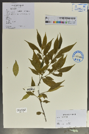  ( - Ge02063)  @11 [ ] CreativeCommons  Attribution Non-Commercial Share-Alike  Unspecified Herbarium of South China Botanical Garden