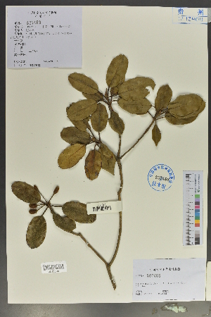  (Rhododendron leishanicum - Ge02066)  @11 [ ] CreativeCommons  Attribution Non-Commercial Share-Alike  Unspecified Herbarium of South China Botanical Garden