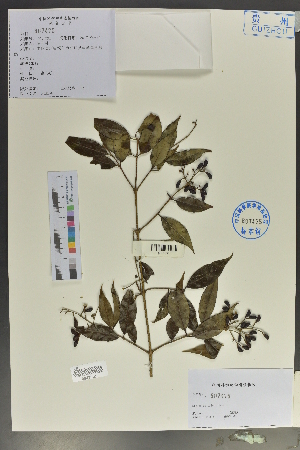  (Ligustrum pricei - Ge02070)  @11 [ ] CreativeCommons  Attribution Non-Commercial Share-Alike  Unspecified Herbarium of South China Botanical Garden